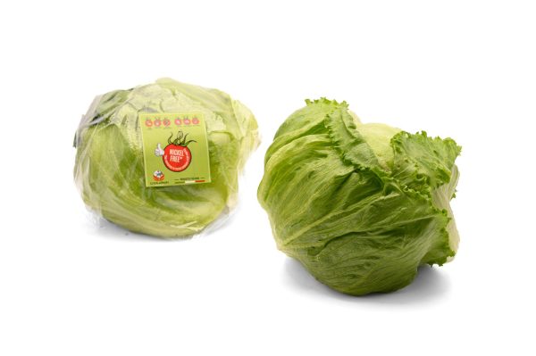 Lattuga Iceberg nickel free - immagine 2